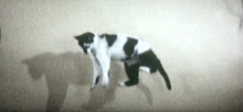 Load image into Gallery viewer, Freakshow - GIF Looper - Custom OP-Z App Videopak - Synthpaks