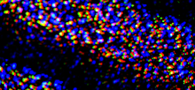 Load image into Gallery viewer, Light Years - Artist Series - Guillermo Olivera - OP-Z App Videopak - Synthpaks